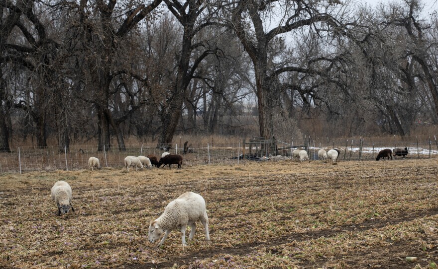 Ollin Farms received a grant from the county to buy moveable fences, so they could rotate their livestock. As the sheep graze, they leave behind manure that enriches the soil for future crops.