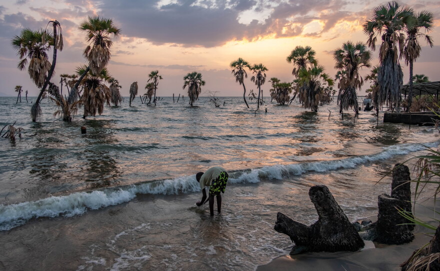 A boy washes his face in the early morning amid submerged palm trees near the village of Eliye Springs on the shore of Lake Turkana in northern Kenya. Over the last few years, water levels have risen dramatically, adding extra strain to lakeside communities already struggling to make ends meet.
