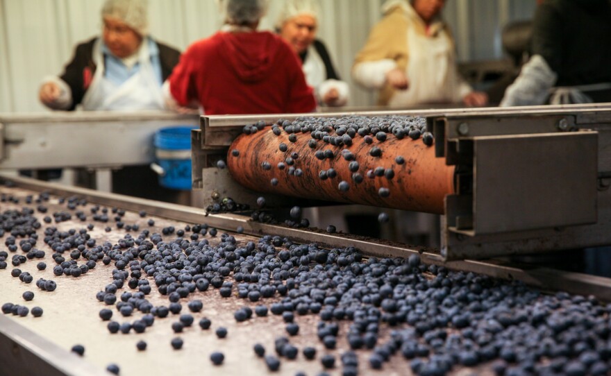 blueberryworkers-6_custom-bafe31b6e5bba9330493776cc35815a03fe6400b.jpg