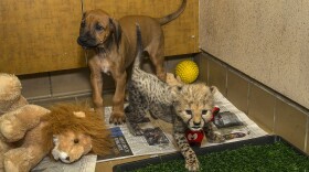 A 7-week-old cheetah cub, Ruuxa, plays with an 8-week-old Rhodesian ridgeback puppy at the Safari Park’s Animal Care Center.