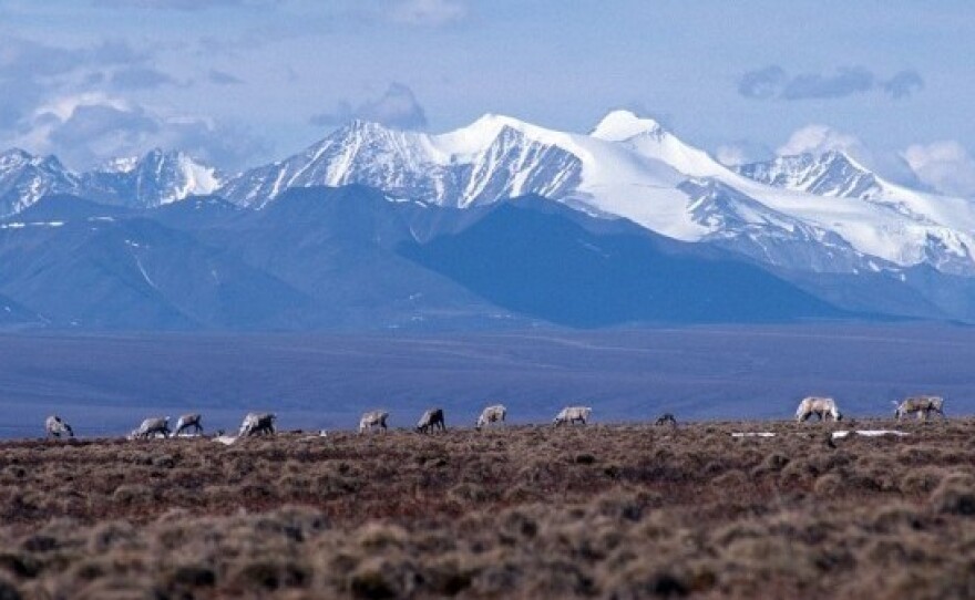 Caribou graze on the coastal plain of the Arctic National Wildlife Refuge. The Trump administration has held the first ever oil lease sale in the refuge.