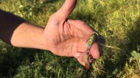 Ecologist Michael Bogan holds a common green darner dragonfly emerging from its larval stage on the Santa Cruz River in this undated photo. 