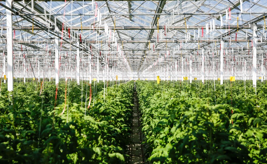 Scenes from inside greenhouse No. 2 at Wholesum Farms Sonora.