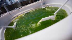 UC San Diego tests engineered algae outdoors in this undated photo. 