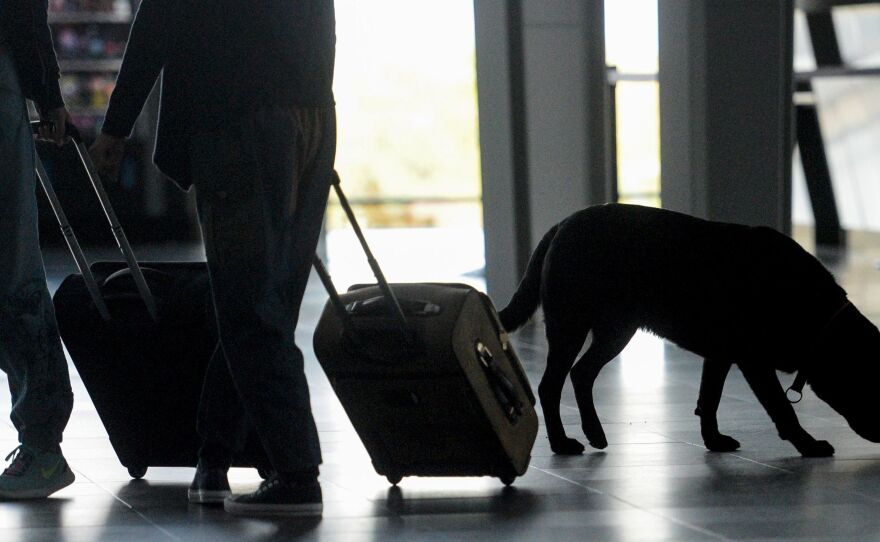 A dog trained to find drugs and banknotes smells luggage at the Mulhouse airport in France on Oct. 10. Dogs trained to detect explosives are expected to be deployed at international airports as part of heightened screening measures for flights to the U.S.