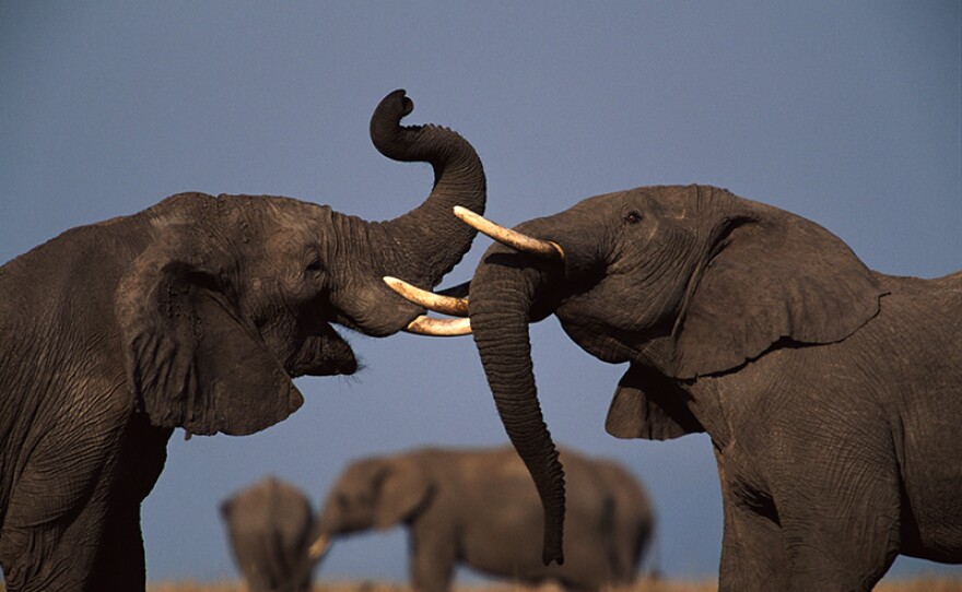 Battling elephants.