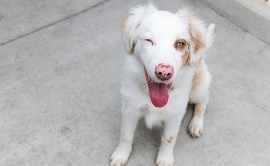 A dog from a San Diego County animal shelter sits on the concrete on Oct. 16, 2024. Forty adults with special needs volunteer at the county shelter five days a week. They perform tasks such as laundry, making treats, walking the dogs, and helping them with socialization.