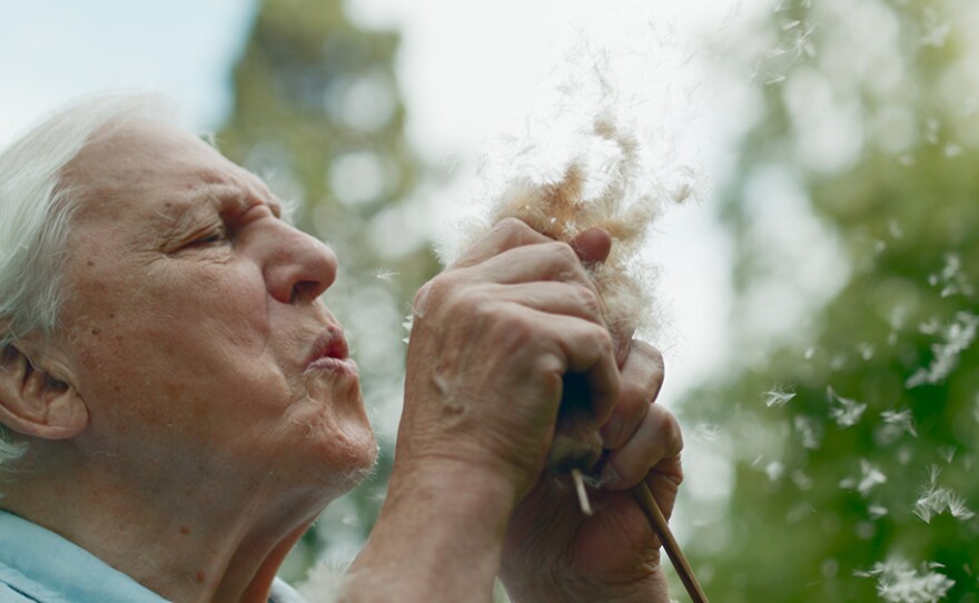 Sir David Attenborough demonstrates how the fluffy seeds of the Bulrush, Typha latifolia, can be carried on the wind to new bodies of water, where they can germinate. UK.