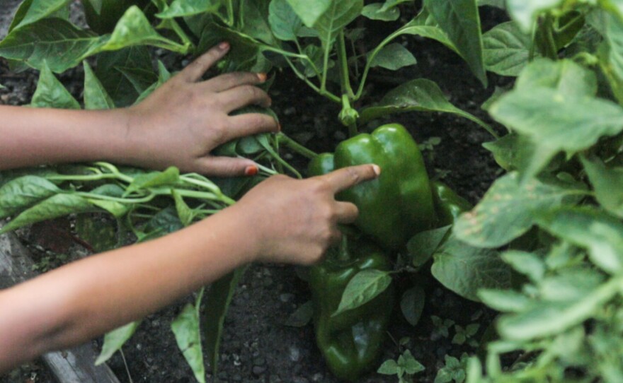 Fatima Begum, age 7, shows off a pepper she has been tending since starting it from seed. Her mother, Minara Begum, sells the surplus produce she grows to Detroit restaurants through a nonprofit called Bandhu Gardens.