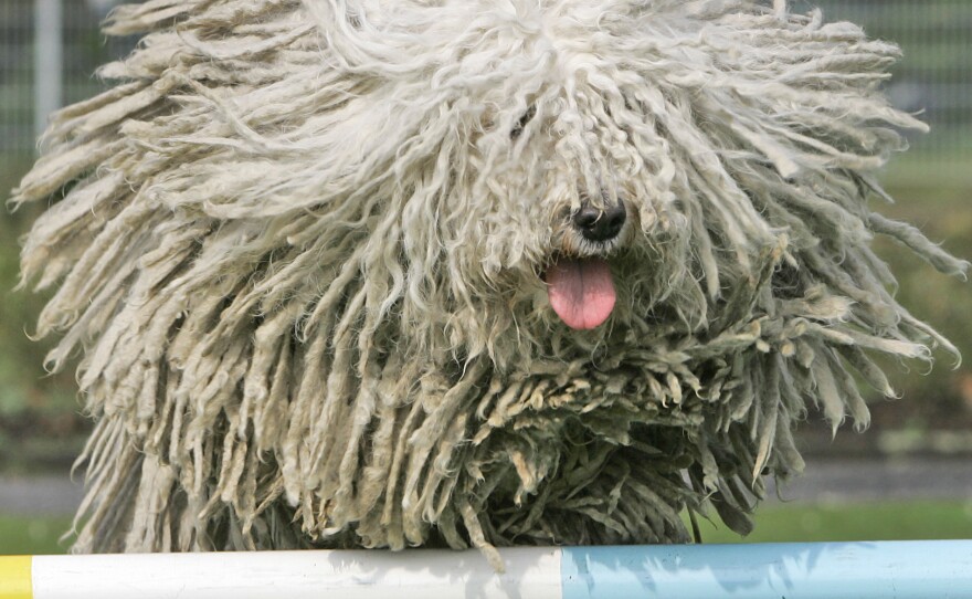 A puli jumps over a hurdle during a preview for the pedigree dog show in Dortmund, Germany, in 2008.