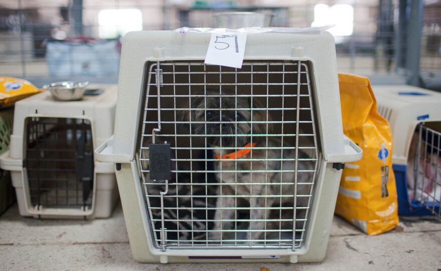 One shelter volunteer says the tornado serves as "a great reminder for people to microchip their pets."