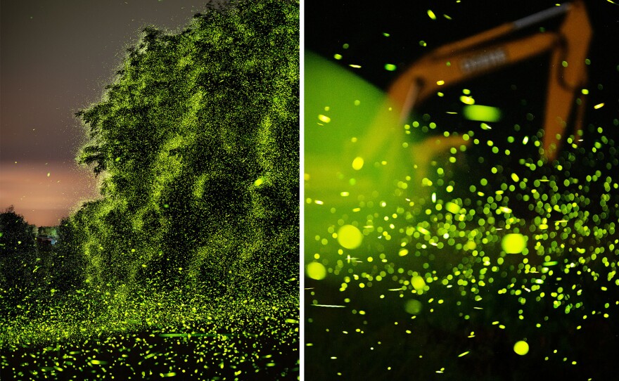 Left: Fireflies outside Greenport, N.Y. in July 2021. Right: Fireflies outside Nevis, N.Y., in July 2021. "The machinery is there to build the aforementioned microbrewery — and install the parking lot and lighting," Mauney said.