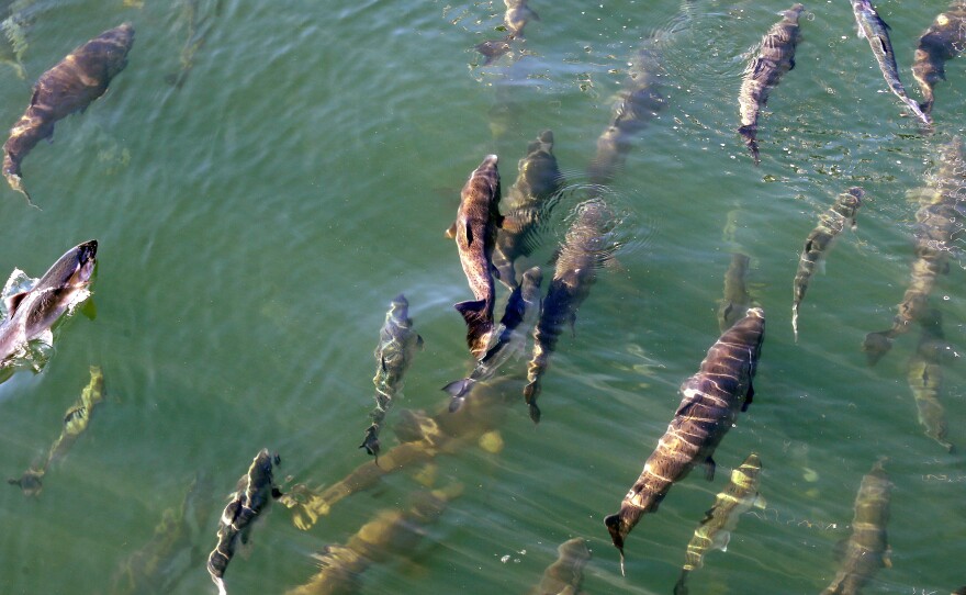 Salmon swim upstream in Seattle in 2017. A mass of abnormally warm water off the West Coast of the U.S. that year contributed to a federal fishery disaster. Warming oceans and rising sea levels are threatening coastal economies as the world's climate changes.