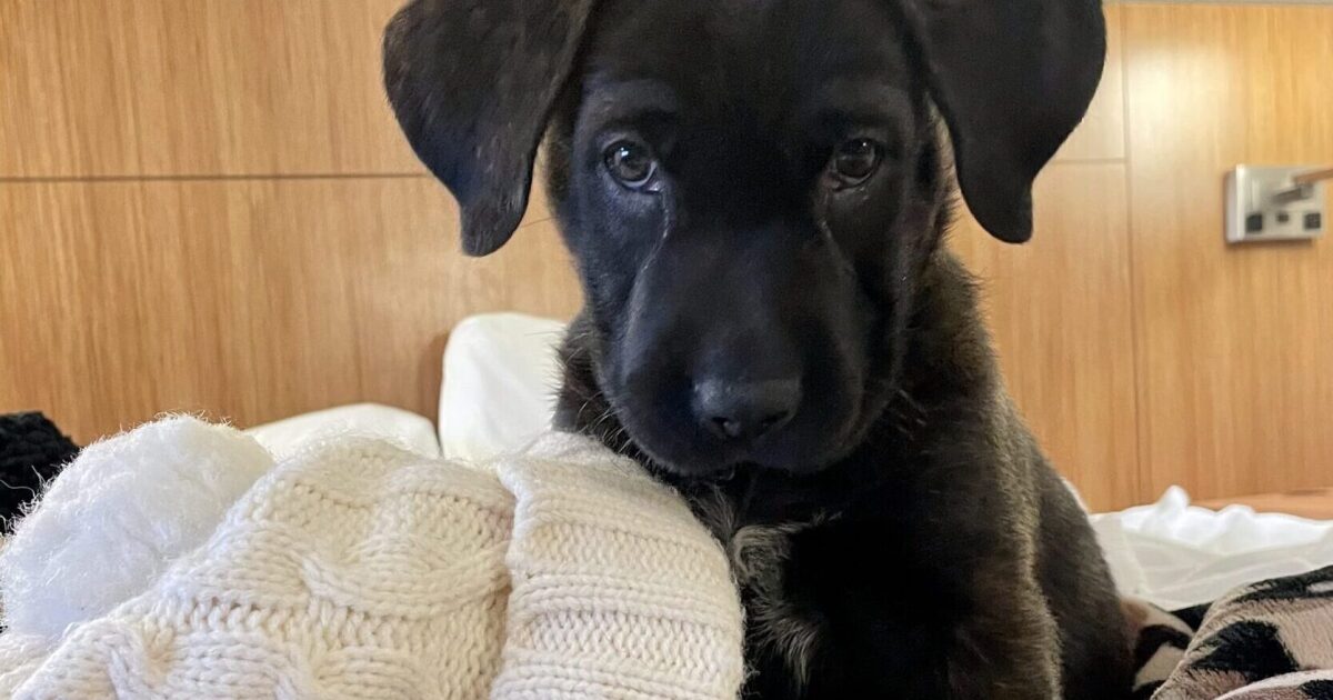 Puppy Love Dog Adoption Event at Swing Social