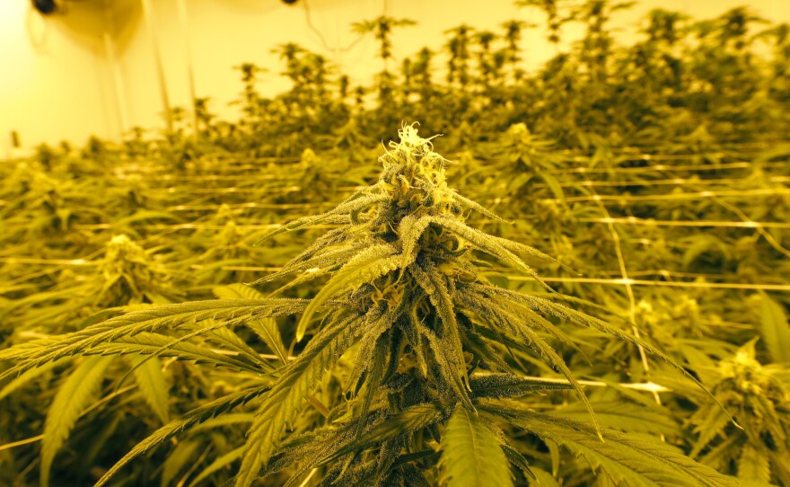 Louisiana, like many other states where cannabis is legal, has designated the cannabis industry as essential. Marijuana plants are shown growing under special grow lights, at GB Sciences Louisiana, in Baton Rouge.