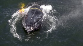 This undated file photo provided by the National Oceanic and Atmospheric Administration shows a humpback whale entangled in fishing line, ropes, buoys and anchors in the Pacific Ocean off Crescent City, Calif. 