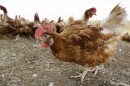 A Colorado inmate involved in the culling of poultry at a farm as part of a pre-release program has the first human case of avian flu in the United States. Here, cage-free chickens walk in a fenced pasture at an organic farm near Waukon, Iowa, in October 2015.