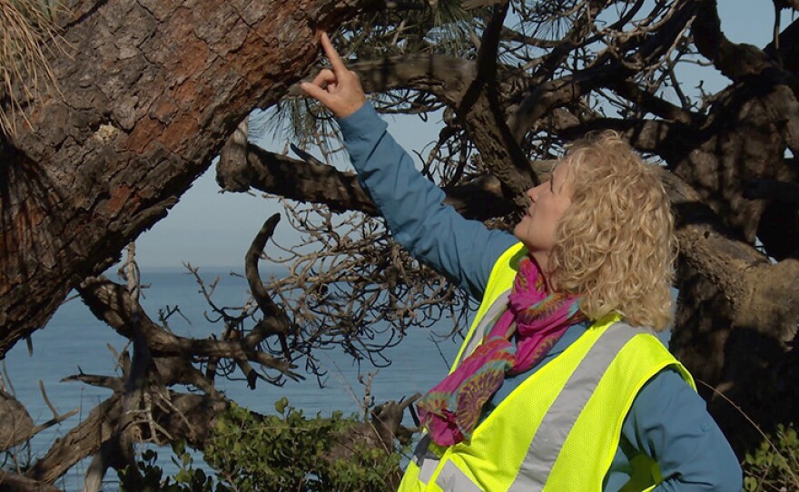Host Nan Sterman examines the bark of a tree at Torrey Pines State Natural Reserve, for damage by the Ips beetle, a pest that is devastating these ancient trees. San Diego, Calif.