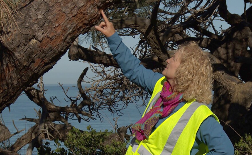 Host Nan Sterman examines the bark of a tree at Torrey Pines State Natural Reserve, for damage by the Ips beetle, a pest that is devastating these ancient trees. San Diego, Calif.


