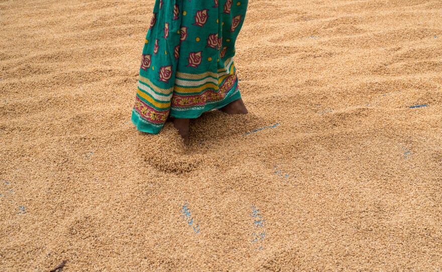 A woman walks through rice that is set out to dry before hulling begins. Most residents of Southern Assam's chars are landless farmers.