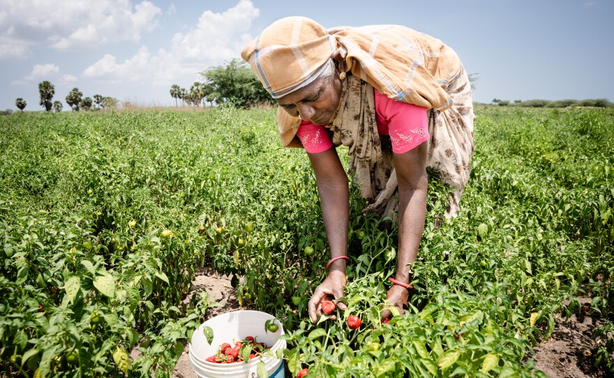 Rasakumari, 60, from the town of Mudukulathur, picks chile on her husband's lands in the late morning sun. She has done so, for the last 30 years. Even relatively prosperous farmers face challenges, she says. Last year, unseasonal rains caused a nearby lake to overflow its banks, eating into 7 acres of cultivable land.