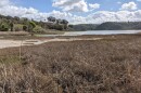 Cattails on the edge of Batiquitos Lagoon on Feb. 23, 2022.