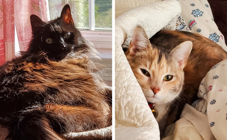 Left: Linda Smith's cat Holly died last year at age 18. Right: Smith says her new cat, Callie, has helped ease the pain of Holly's passing. "No animal ever really takes the place of another. Each has their own special place in our hearts," she says.
