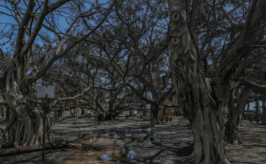 The historic Banyan tree is pictured in the aftermath of a wildfire in Lahaina, western Maui, Hawaii on Aug. 11, 2023.