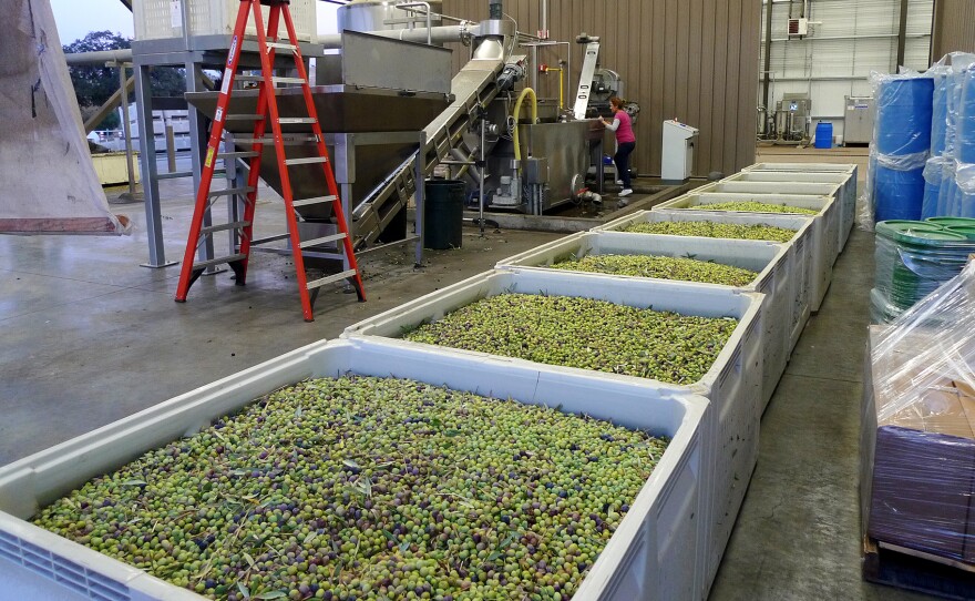 The Yocha Dehe tribe grows, mills and markets its own extra-virgin olive oil. The tribe's mill uses top-of-the-line equipment imported from Florence, Italy.