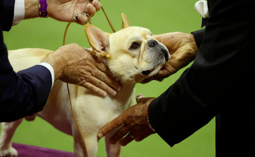 French bulldogs have skyrocketed in popularity. Legislation being considered in New Hampshire could put rules on breeding ones with chronic breathing problems.