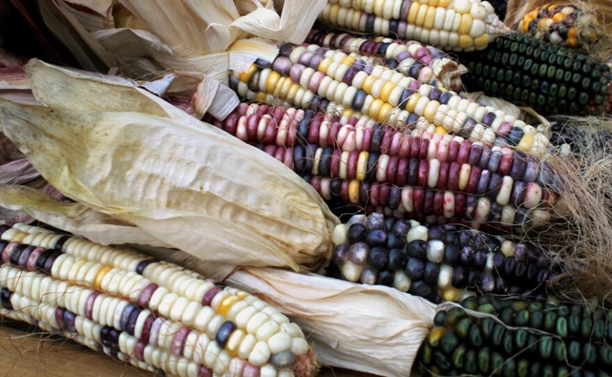 Some of the indigenous corn varieties growing in Taylor Keen's backyard. Cherokee White is a kind of sweet corn with white, purple, and yellower kernels that is ground for flour. Green Oaxacan is processed to make hominy and corn meal.