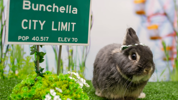 Bunnyfest