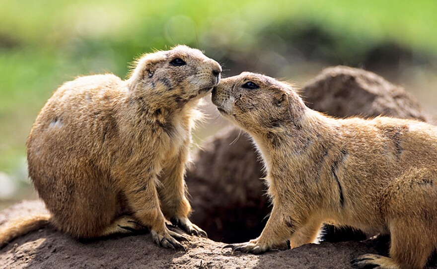 Gunnison's Prairie Dogs. From episode three “The Mating Game.”