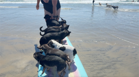 Ken takes us on a loving visit to the romping canines of Dog Beach