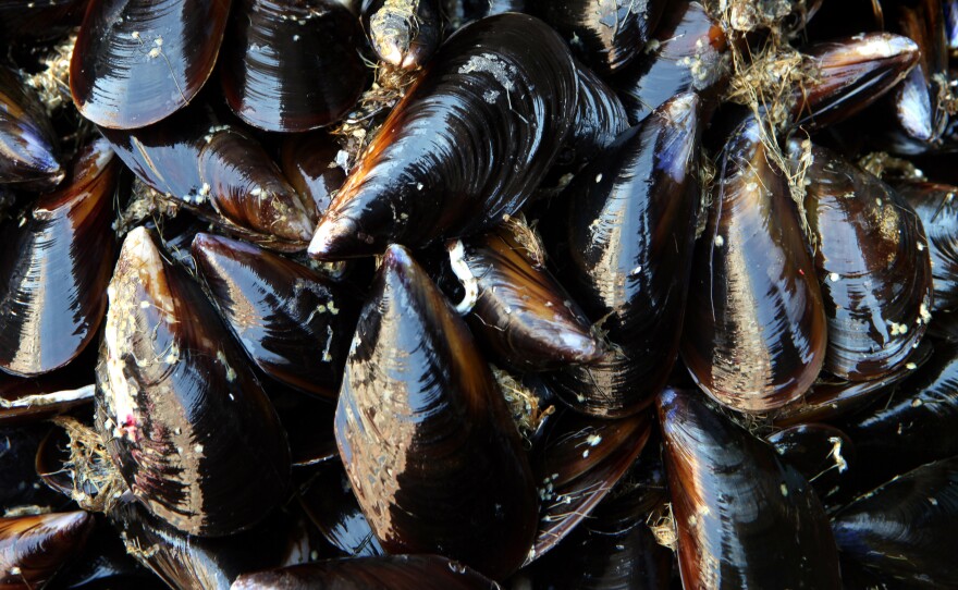 A recent study shows mussels in Puget Sound have tested positive for trace amounts of the opioid oxycodone.