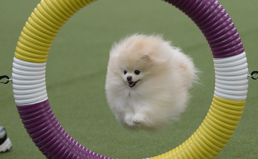 A Pomeranian soars through a ring and on to the next obstacle.