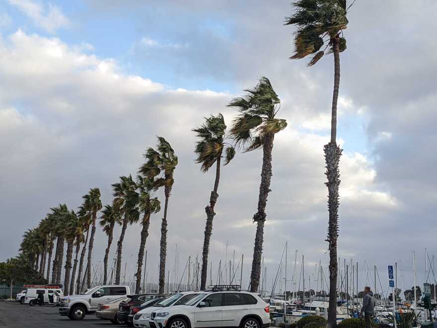 Palm trees blow in the wind at the Chula Vista Marina in Chula Vista, Calif. Feb. 15, 2022.
