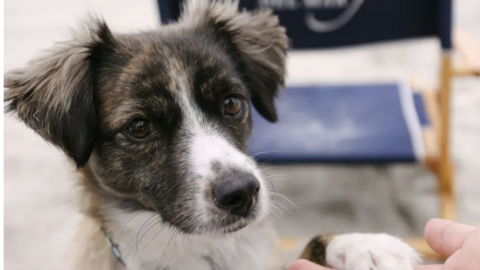 L'Auberge Del Mar's Yappy Hour