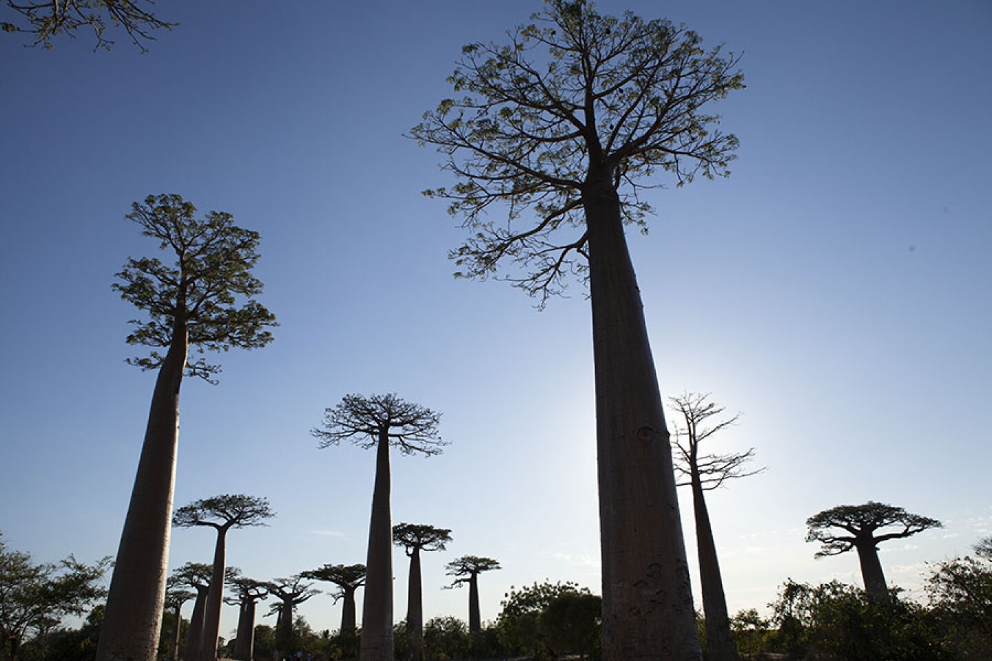 Grandidiers Baobab, Adansonia grandidieri, the biggest and most famous of Madagascars 6 species of baobab. Endemic to Madagascar it is known there as ‘the mother of the forest’. 