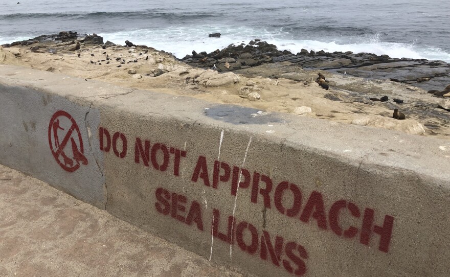 New stencils warning people to stay away from sea lions at La Jolla Point even though people still ignored the warnings on Aug. 4, 2021.