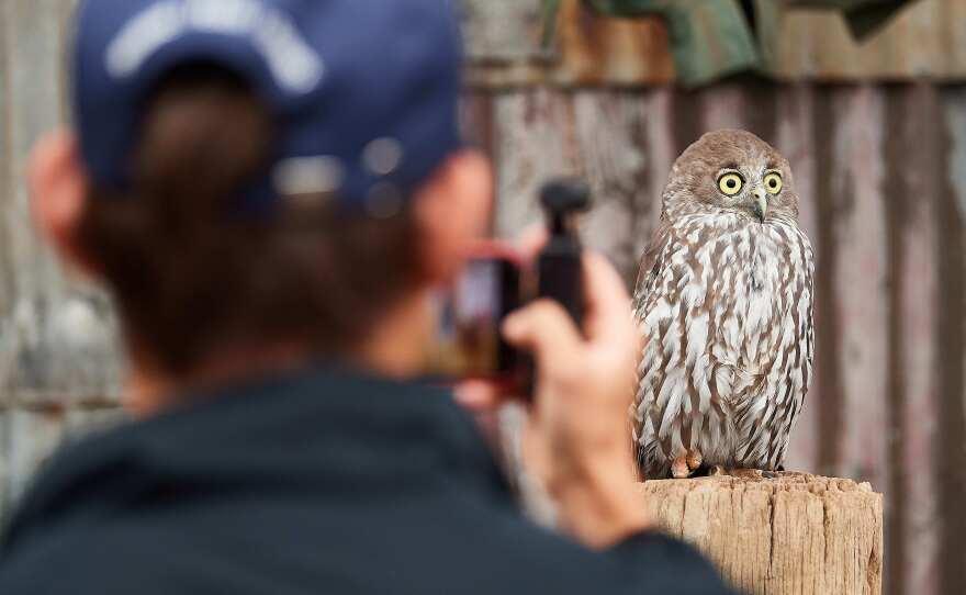 Seeing an owl in real life can be thrilling, but bird watchers say you need to be careful not to disturb them