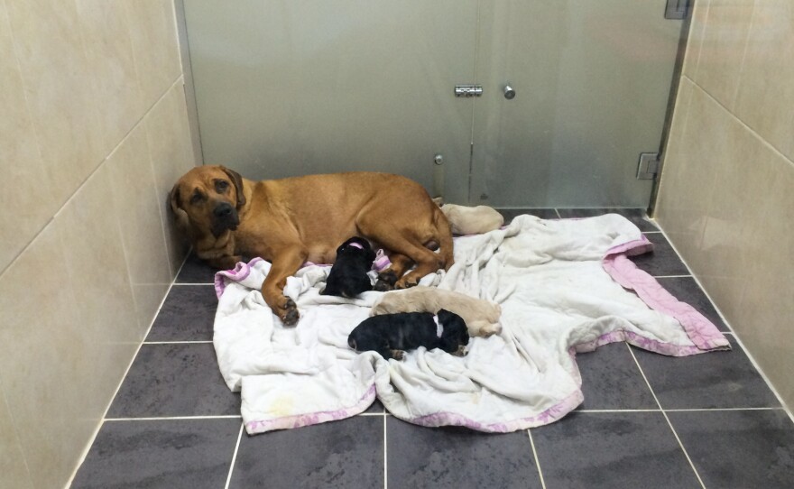 A litter of puppies created at Sooam Biotech. Though clones share the same genes, they aren't exact replicas; developmental changes have an effect on markings, for example.