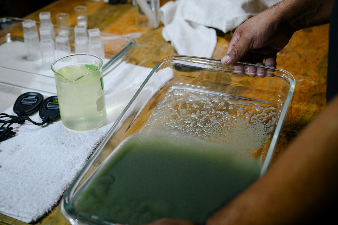 An IID worker mixes a batch of eggs with water, beginning the fertilization process, at the Imperial Irrigation District’s grass carp hatchery in El Centro in Imperial County on May 7, 2024.