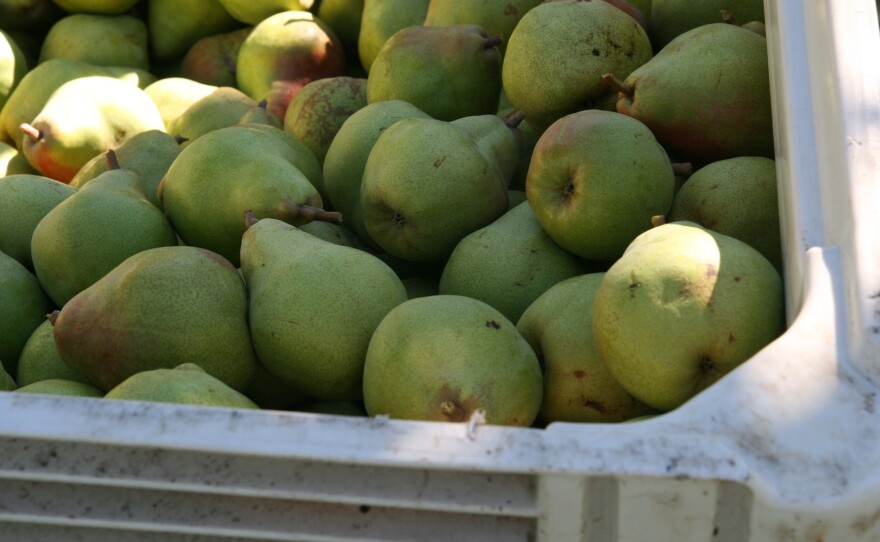 Some of this season's Comice pear harvest is rotting in Pacific Northwest orchards because there aren't enough workers to pick it.