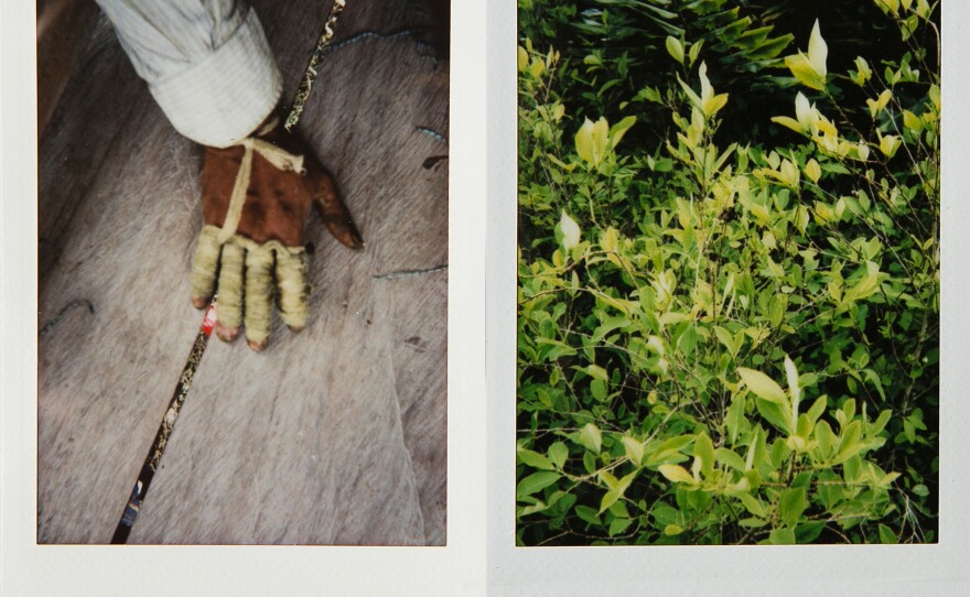 Left: The hand of a <em>raspachín</em>, a worker who collects the leaves of coca plants. Right: Coca plants in Nariño.