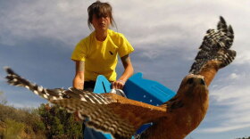 This red-shouldered hawk, who got entangled in a fence, tastes freedom again after four weeks in rehabilitation.
