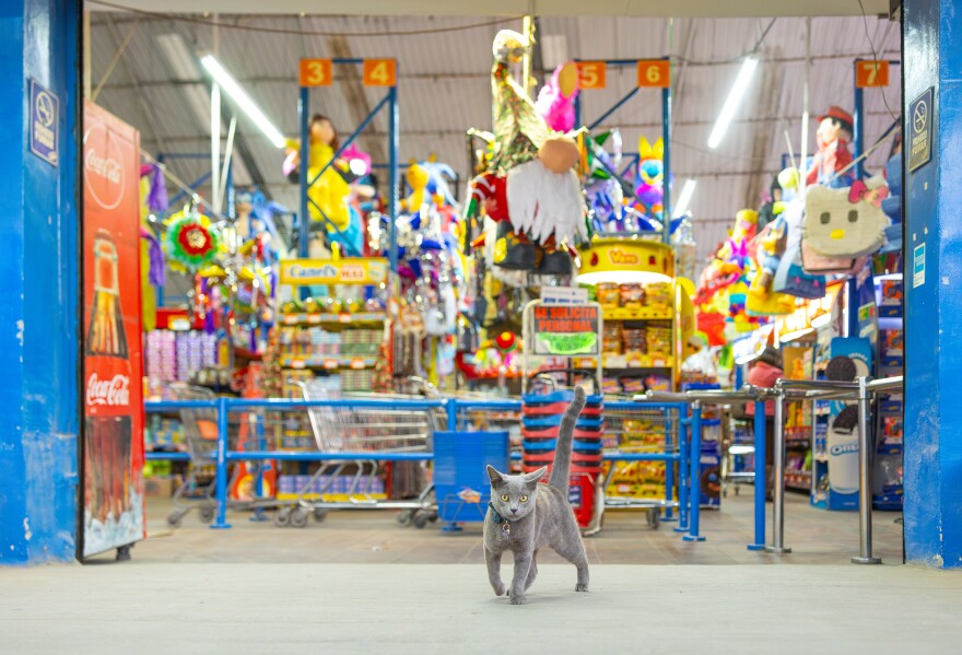 A cat, who lives at a Tijuana piñata store, is featured in "Cats of the World" by Hannah Shaw and Andrew Marttila.