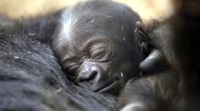 A still unnamed male baby gorilla is shown in the photo as he rests on his mother at the San Diego Zoo in San Diego on Tuesday, Dec. 30, 2014.