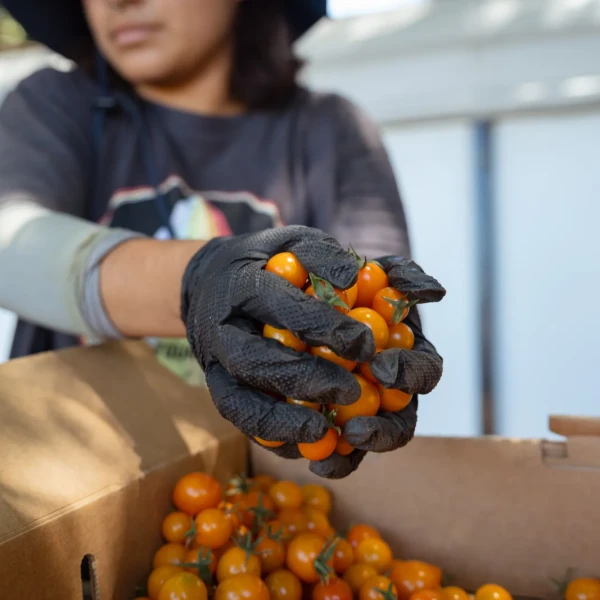 California’s Farm to School Program Becomes Permanent Fixture