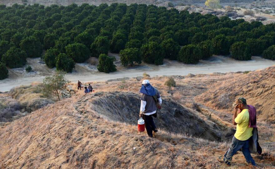 Farmworkers head home after a day of picking at a large citrus farm near Bakersfield, Calif.